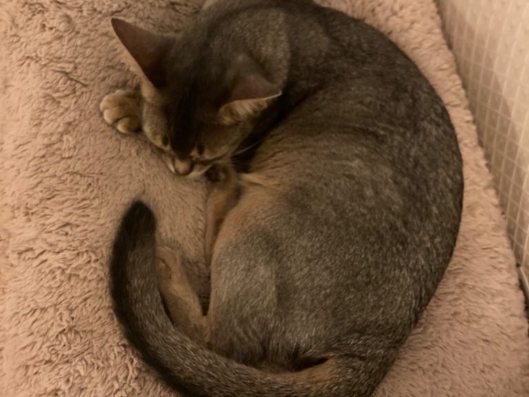 Rosie